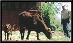 The Ranch Man - Randy Leifeste with some of his cattle